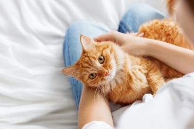 Lighthouse Veterinary Care for Cats